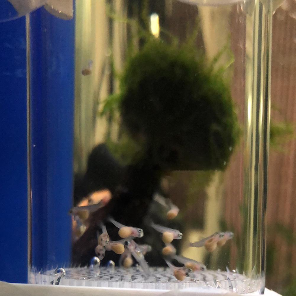 40mm Incubator Fish Hatchery E - Lab Incubator recension och pris